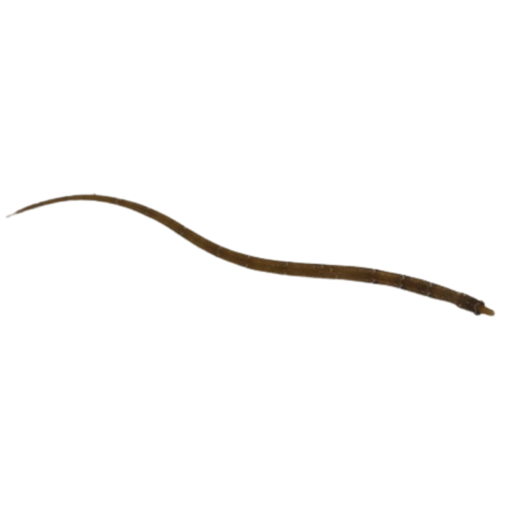 Dwarf Pipefish – Foxy Saltwater Tropicals