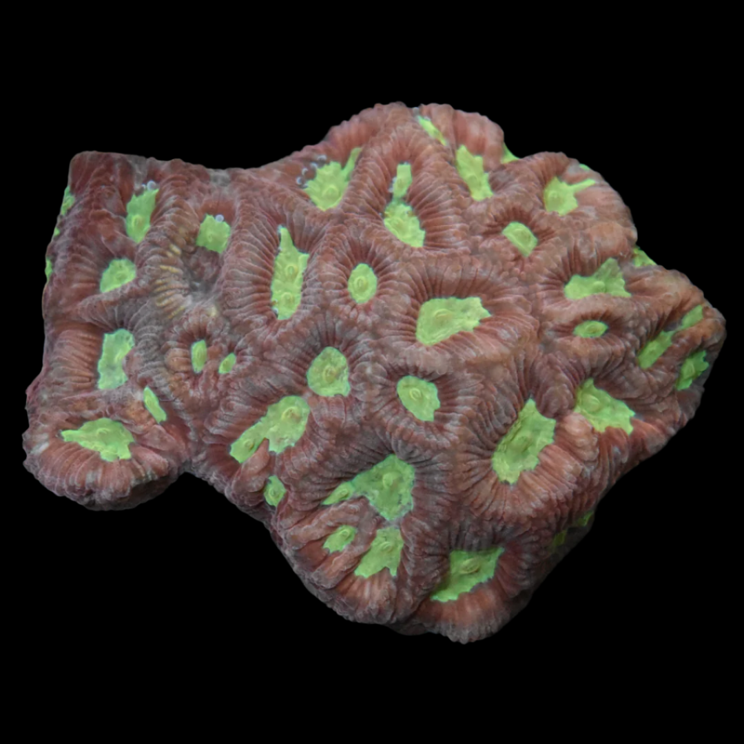 Favia Coral 1