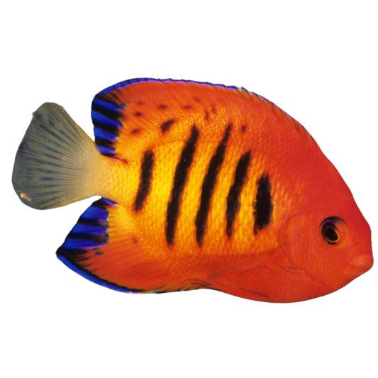 Flame Angelfish (small)