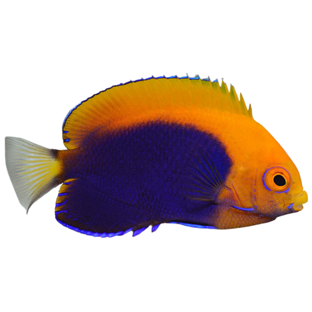 Flameback Angelfish (medium)