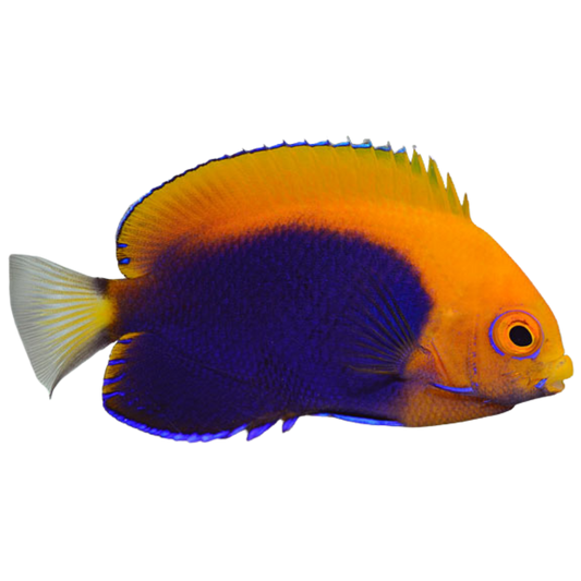 Flameback Angelfish (medium)