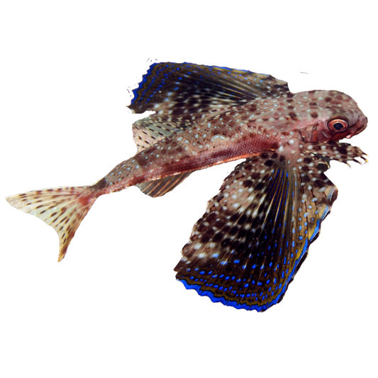 Flying Gurnard (large 5-7 inch)