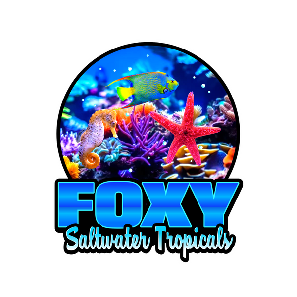 Foxy Saltwater Tropicals