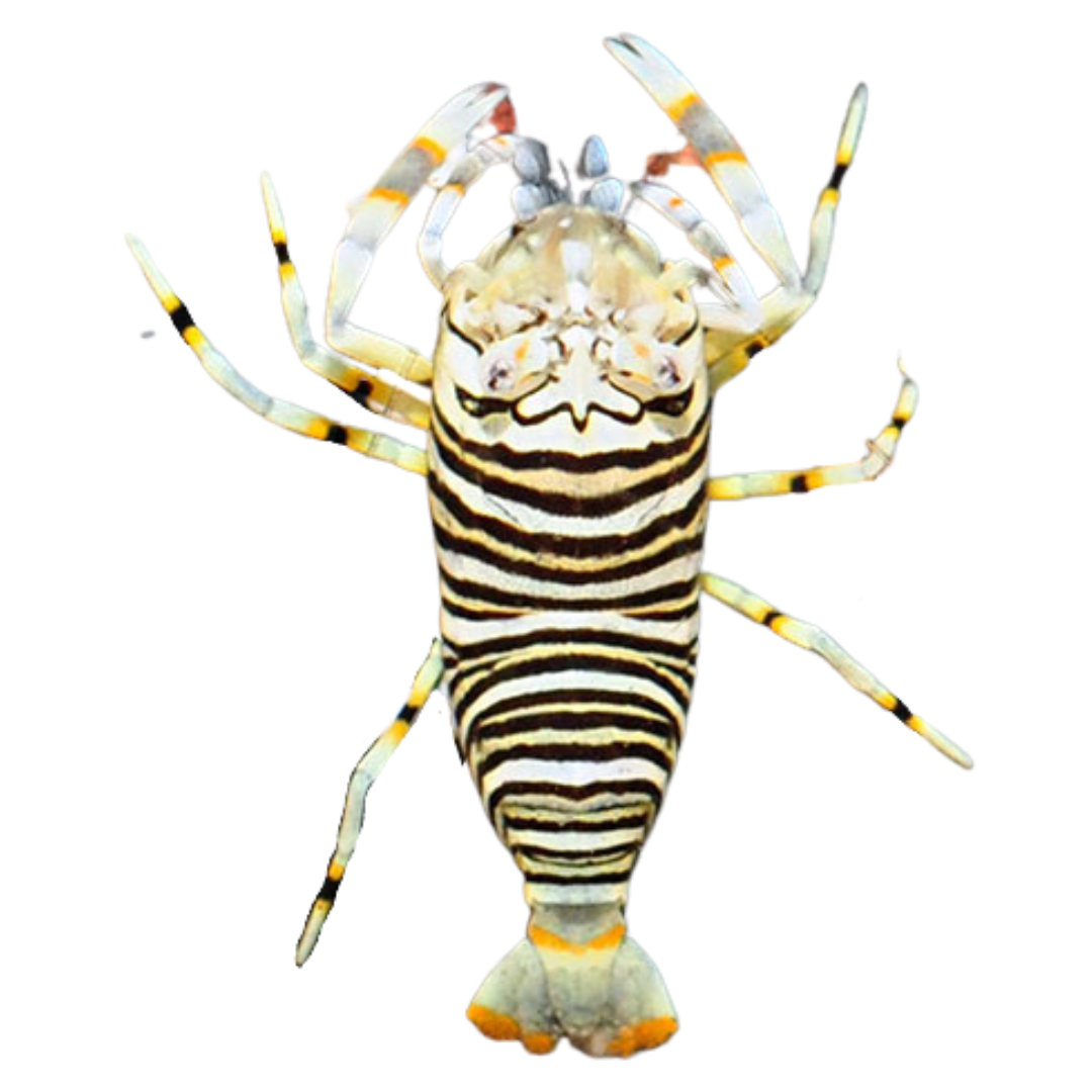 Bumblebee Shrimp