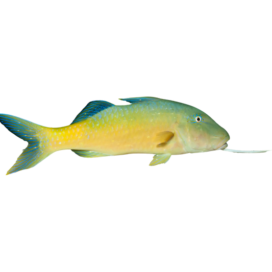 Yellow Goatfish [Fiji] (Medium)