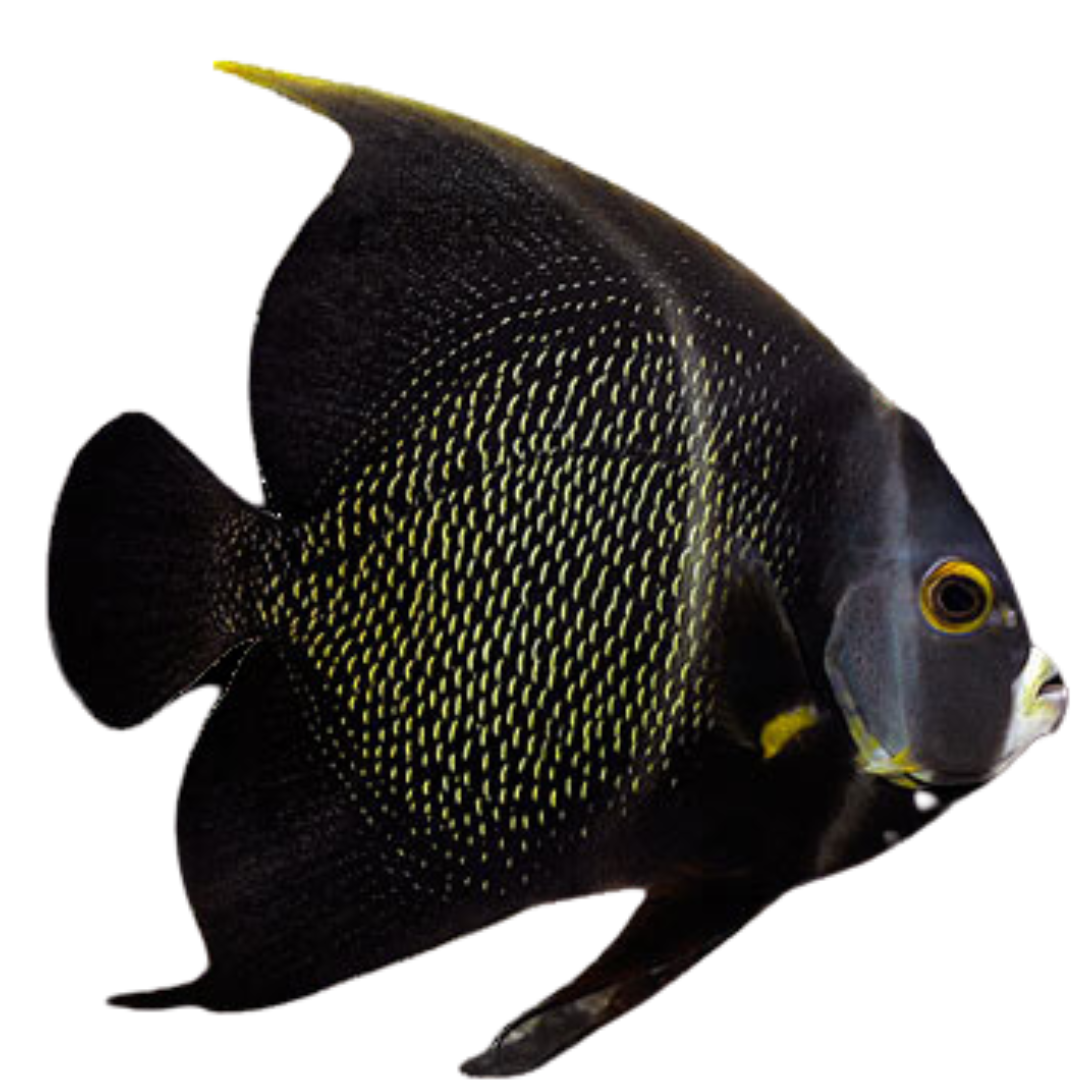 French Angelfish (XL 7-8 inches)