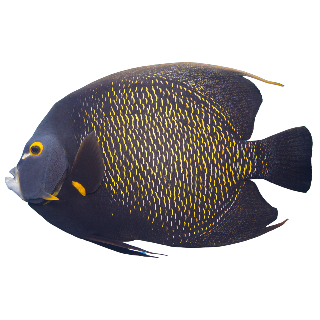 French Angelfish (XL 7-8 inches)