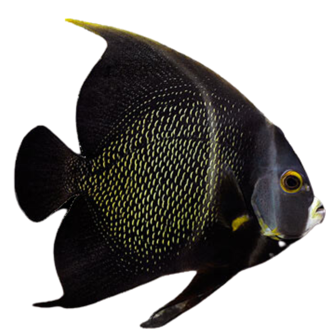 French Angelfish (Medium 3-5 inches) – Foxy Saltwater Tropicals