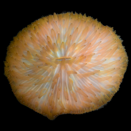 Fungia Coral