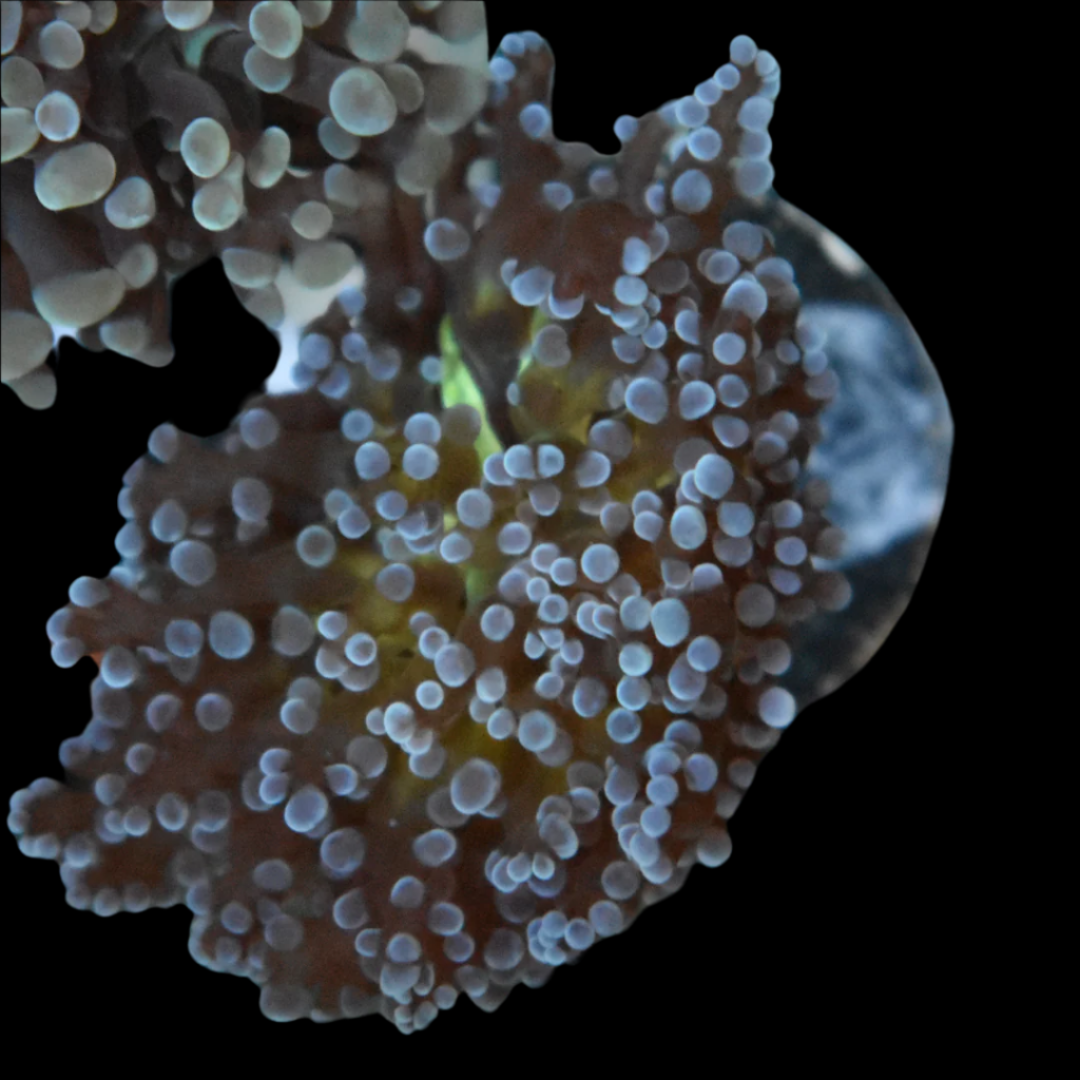 Golden Center Frogspawn Coral