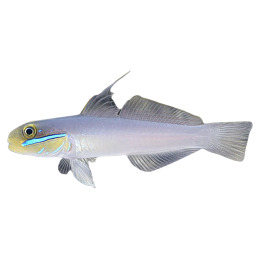 Yellowheaded (sand sifting) Goby (medium)