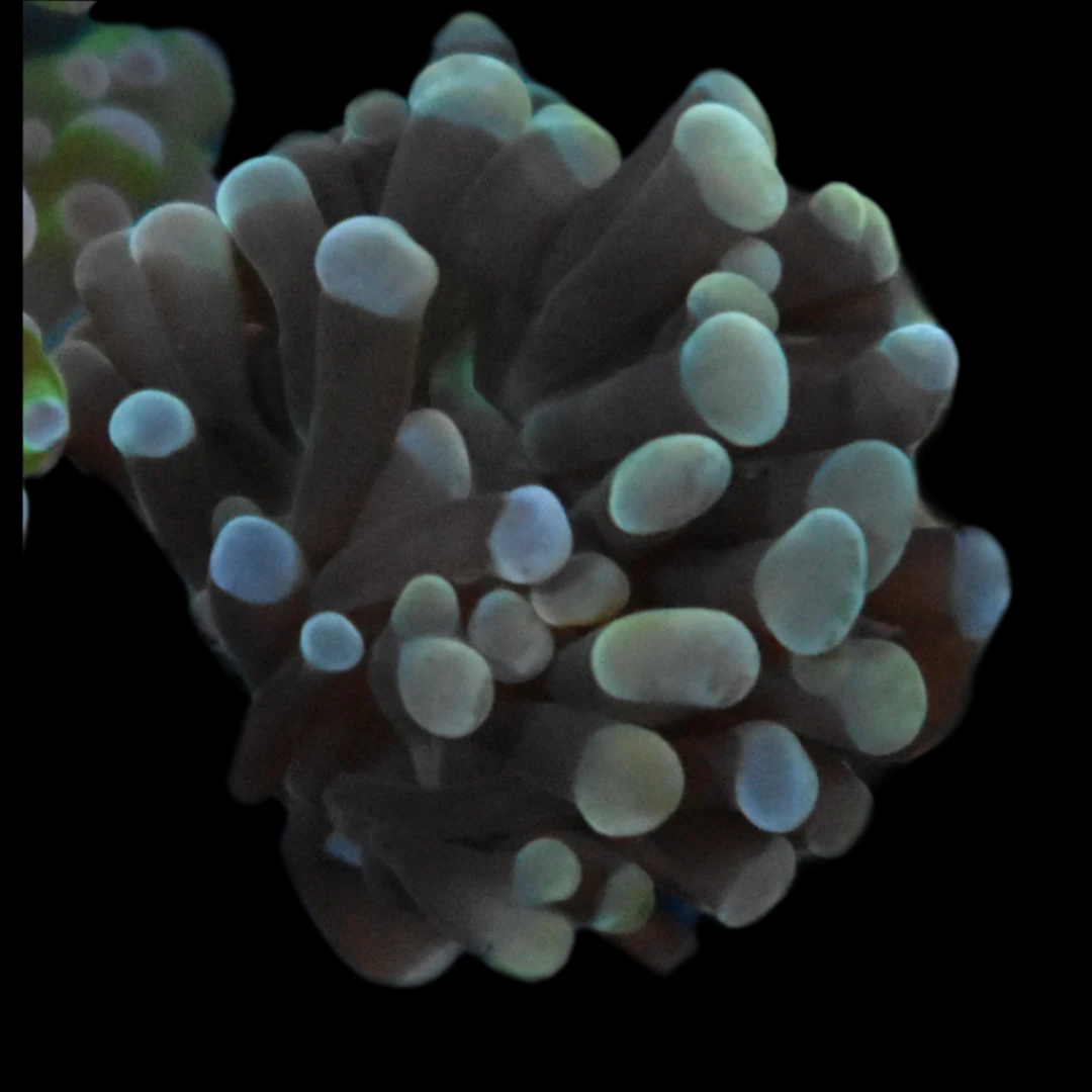 Gold Tip Indo Hammer Coral