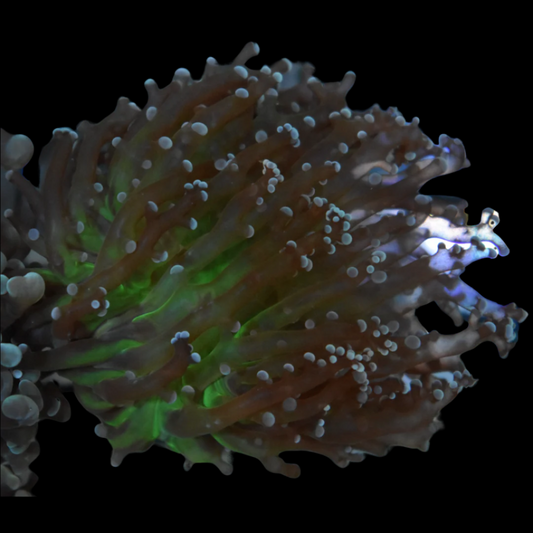 Buy Green Center Frogspawn Coral