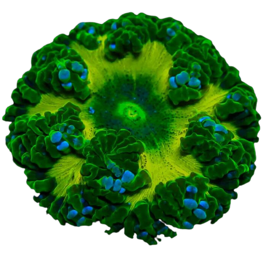 Green on Green Ultra Rock Flower Anemone