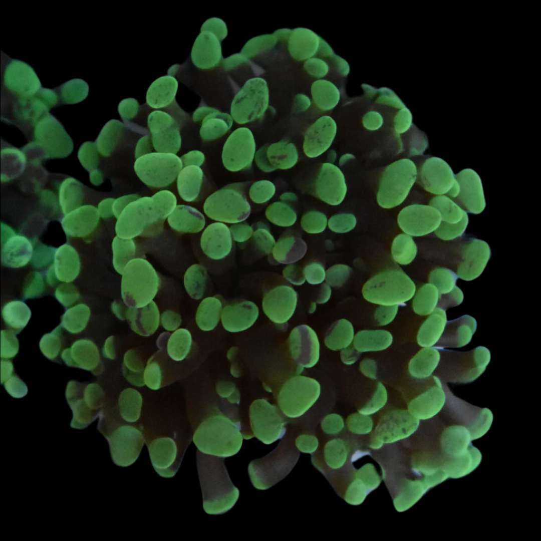 Green Splatter Indo Hammer Coral