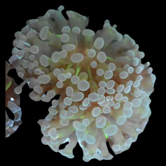 Hammer Coral 2