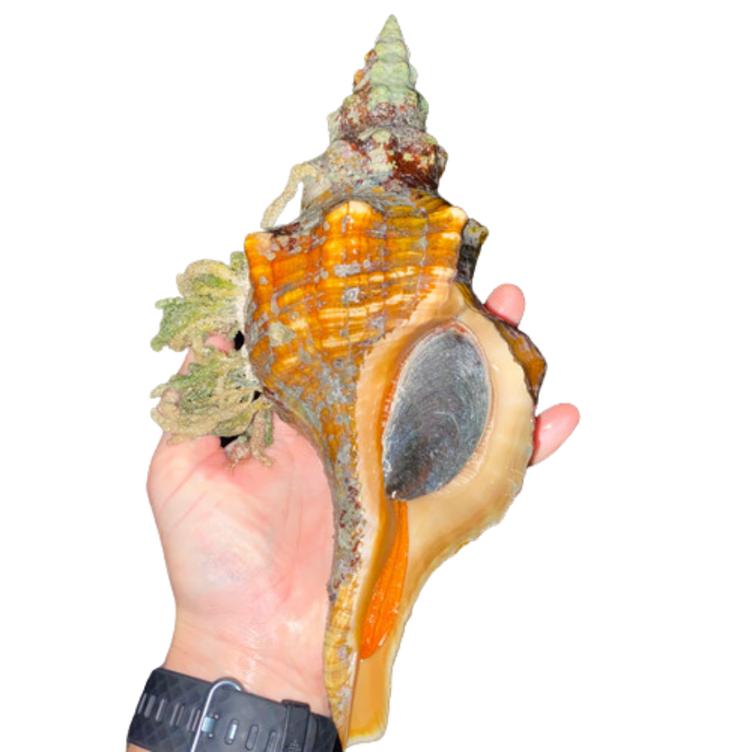 XL Horse Conch Snail