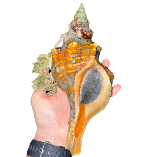 XL Horse Conch Snail