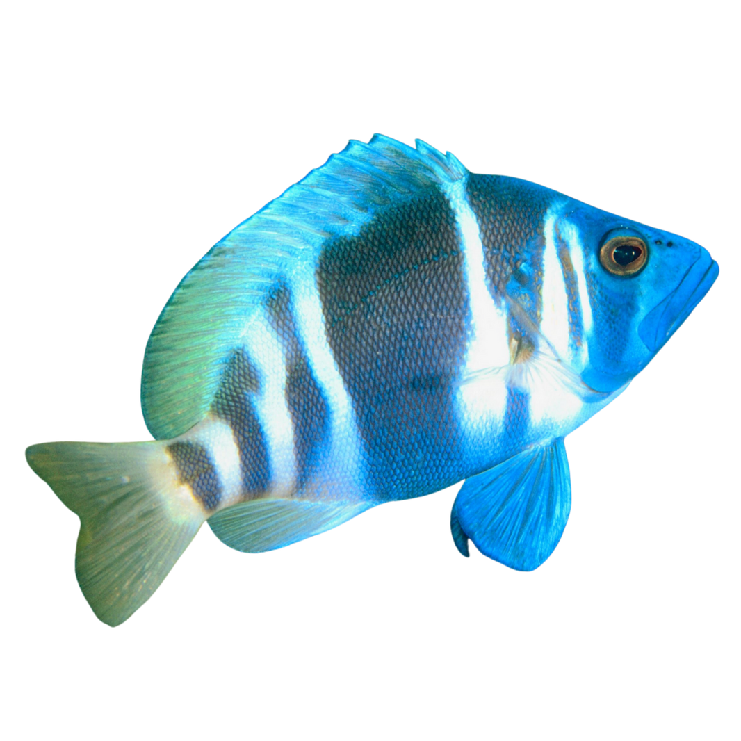 Hamlet Fish For Sale Foxy Saltwater Tropicals