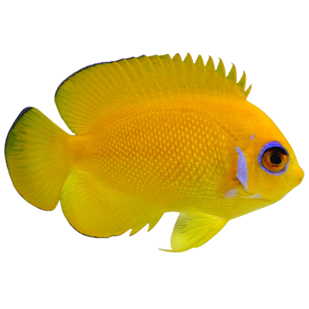 Lemonpeel Angelfish (medium)