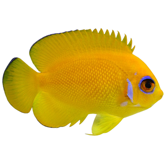 Lemonpeel Angelfish (medium)