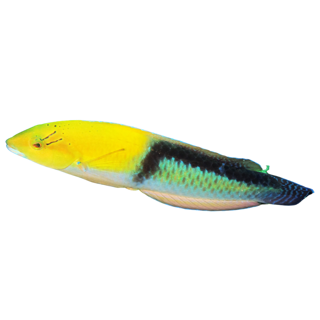 Yellowhead Wrasse (large)