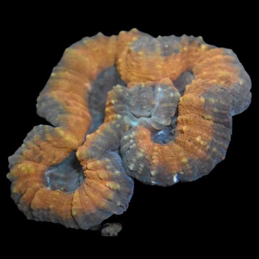 Lobophyllia Coral