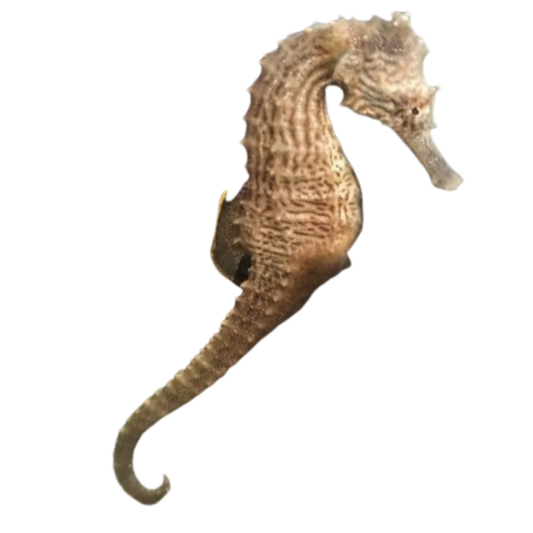 Male Lined Seahorse