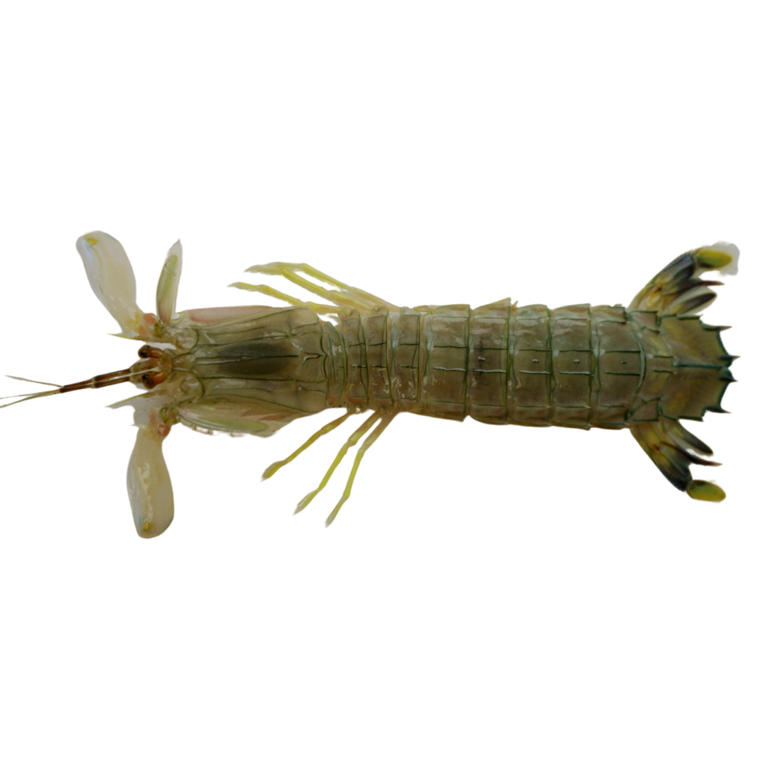 Mantis Shrimp – Foxy Saltwater Tropicals