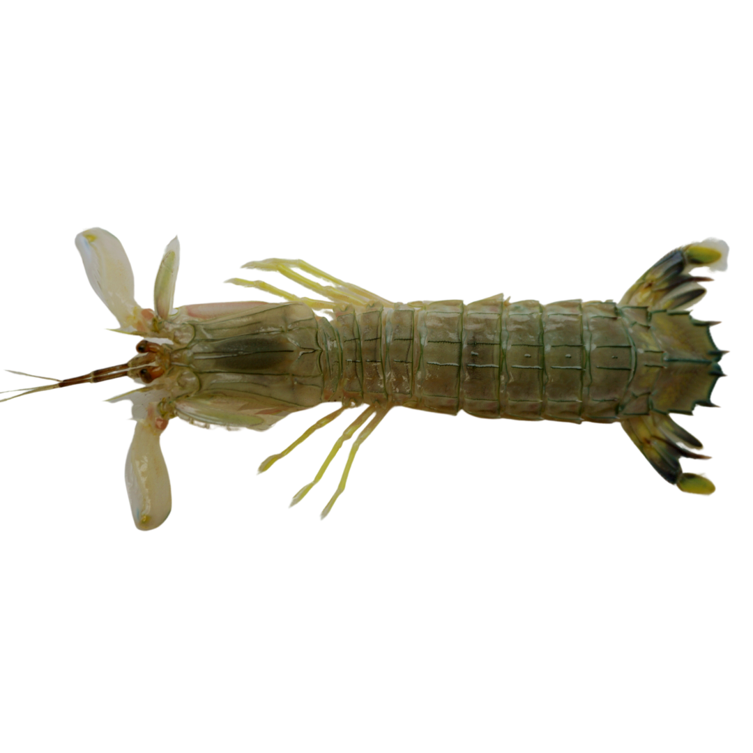 Mantis Shrimp (LG/XL)