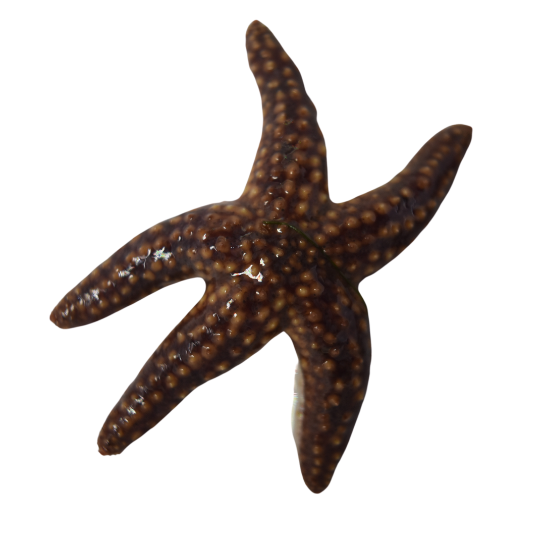 Common Starfish (Large)