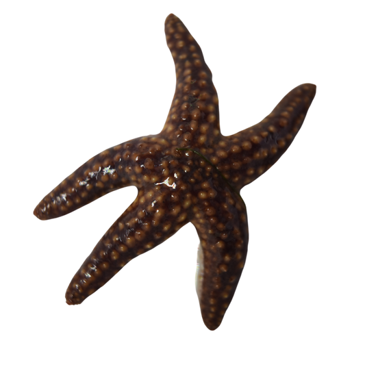 Common Starfish (nano)