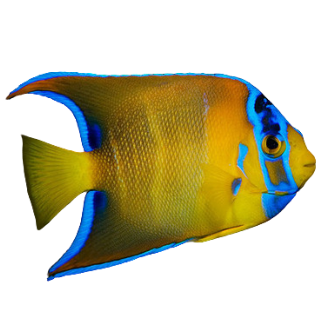 Queen Angelfish (Large 5-7 inches)