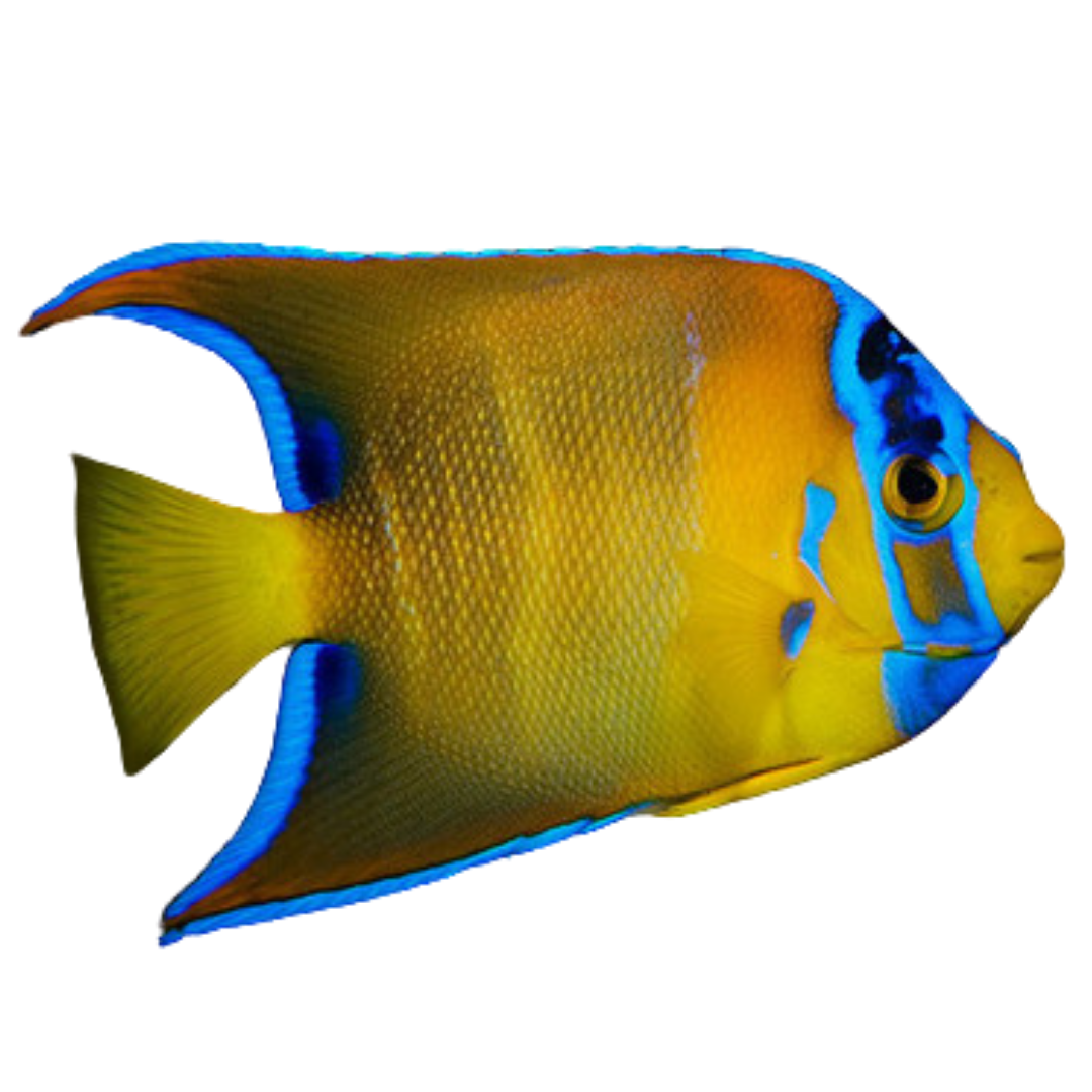 HumpHead Queen Angelfish