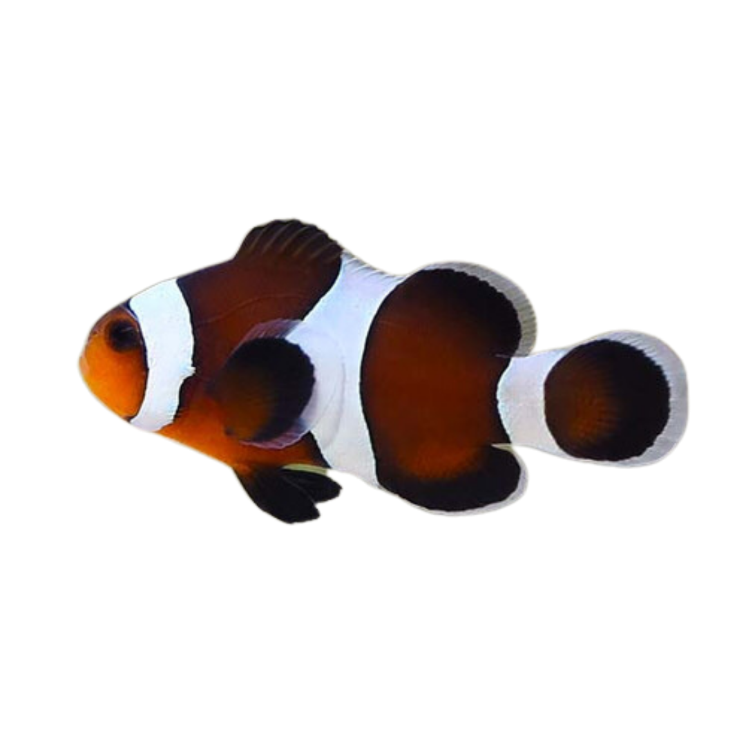Tank Raised Mocha Clownfish (small/medium)