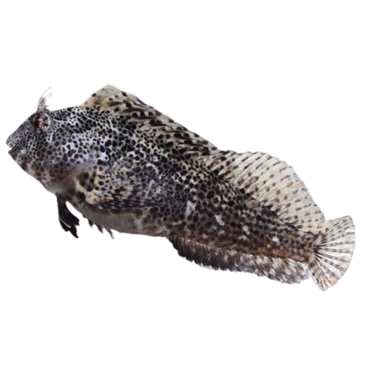 Molly Miller Blenny