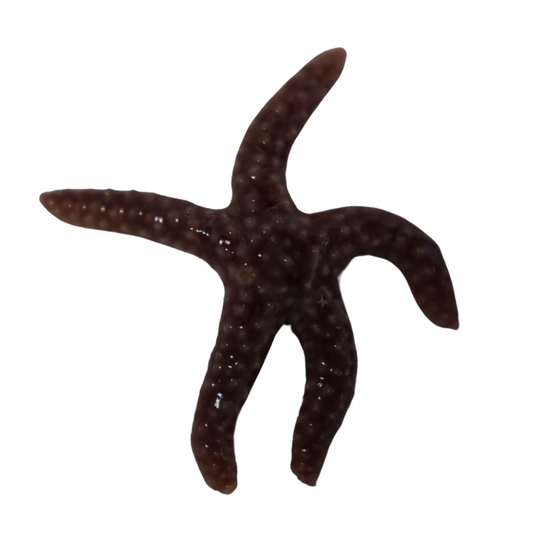 Common Starfish (Large)