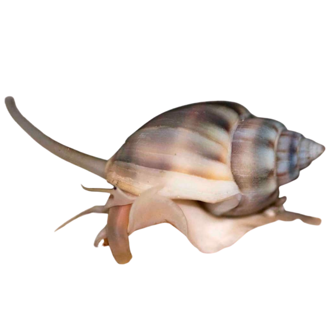 Nassarius Snail 10 Pack (vibex)