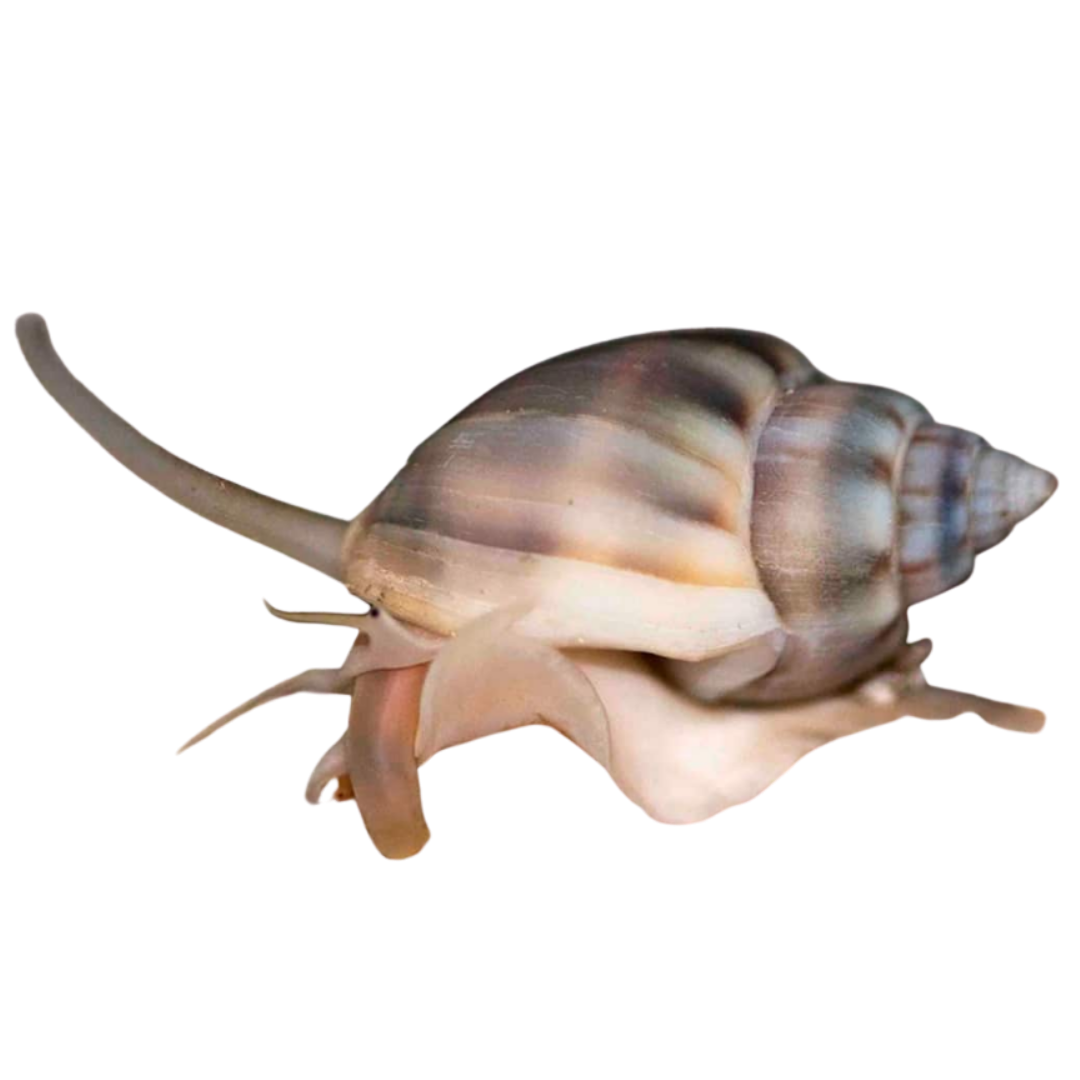 Nassarius Snail 50 Pack (vibex)