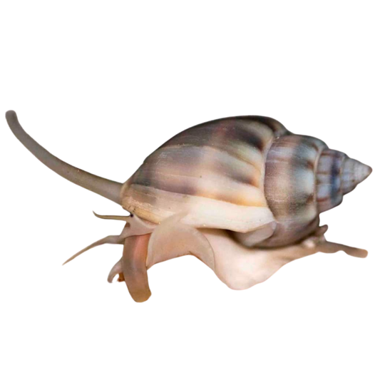 Nassarius Snail 50 Pack (vibex)