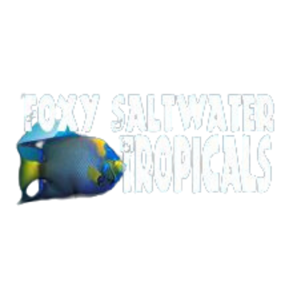 Foxy Saltwater Tropicals