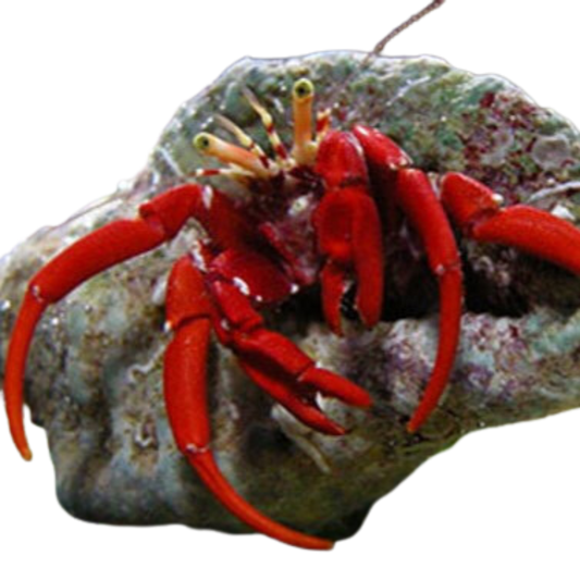 Scarlet Hermit Crab (5 pack)