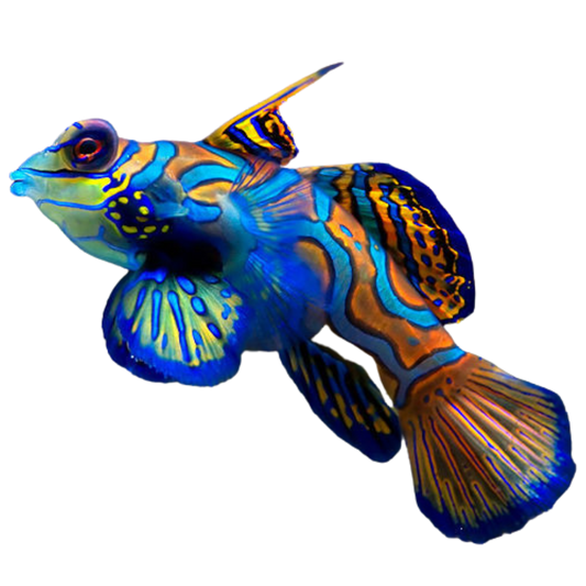 Blue Mandarin Goby (M/L)