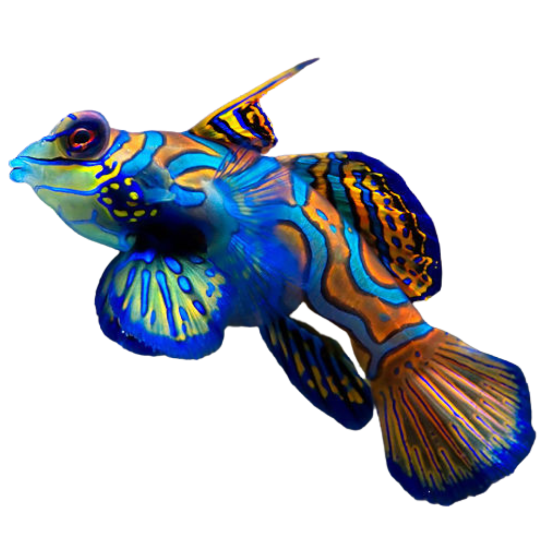 Blue Mandarin Goby (small) – Foxy Saltwater Tropicals