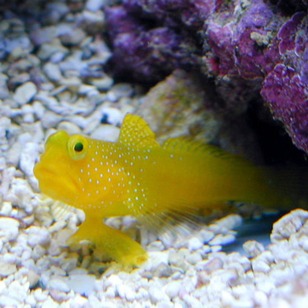 Yellow Watchman Goby (small)