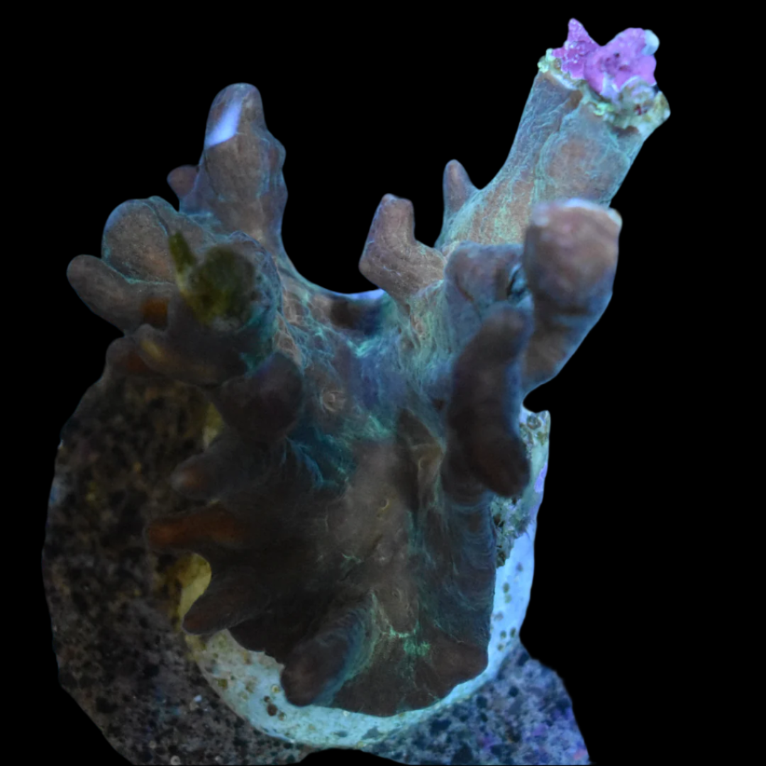 Pecina Coral 1