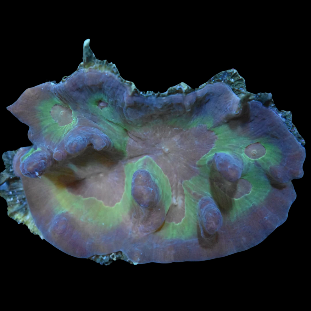 Pecina Coral 2