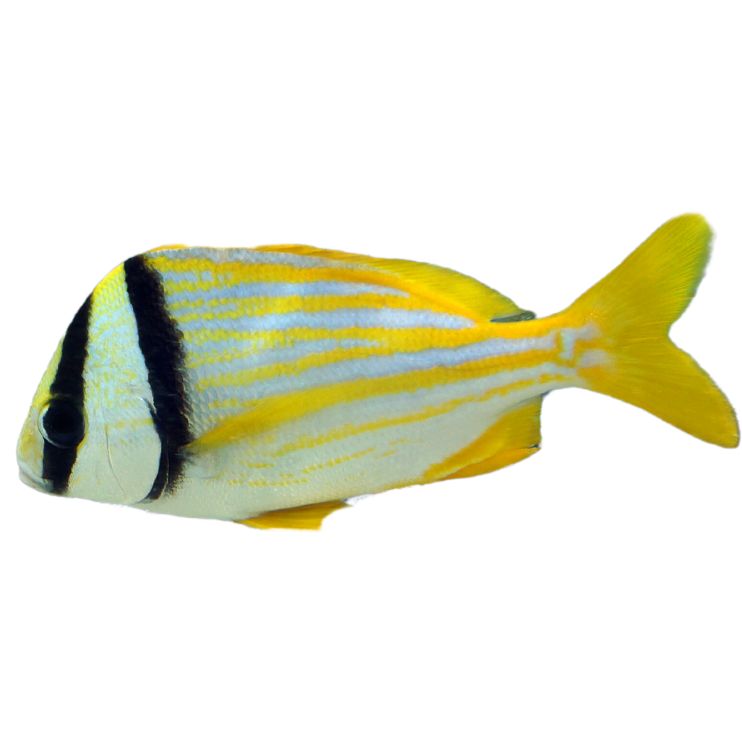 Pork Fish (large 5-7")