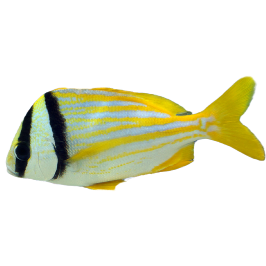 Pork Fish (XL 7-10")