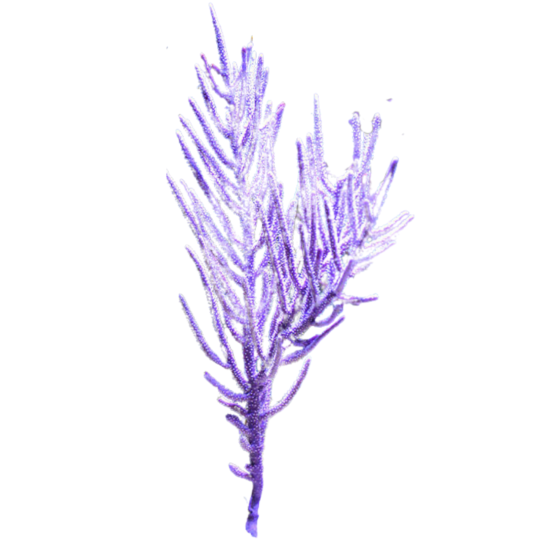 Purple Bush Gorgonian (under 10")